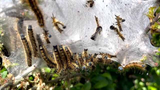 Eggar Moth Caterpillar Larvae in a silky web in a British hedgerow 