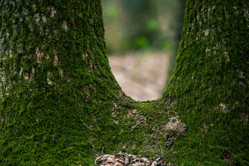 trees with moss close-up photographed with details in the forest