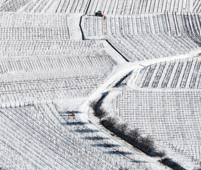 Panoramic drone view of snow-covered vineyards in the Rhine Valley