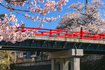 210411中橋桜G020
