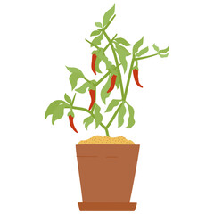 Chilli pepper in pot. Isolated vector illustration for handmade, postcard, print on t-shirt, stickers. Home gardening pepper pods