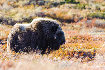 Musk ox animals standing in autumn landscape, Norway