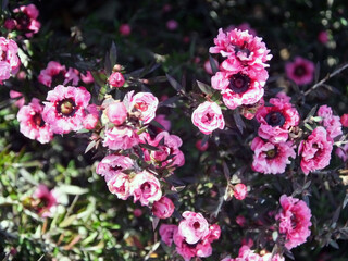 梅のような花　ギョウリュウバイ