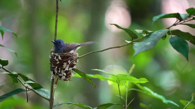 Black-naped Monarch bird Building a nest in a small tree.