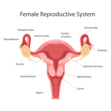 Anatomy of the female reproductive system. The layout of the female reproductive organs: uterus, cervix, ovary, fallopian tube.