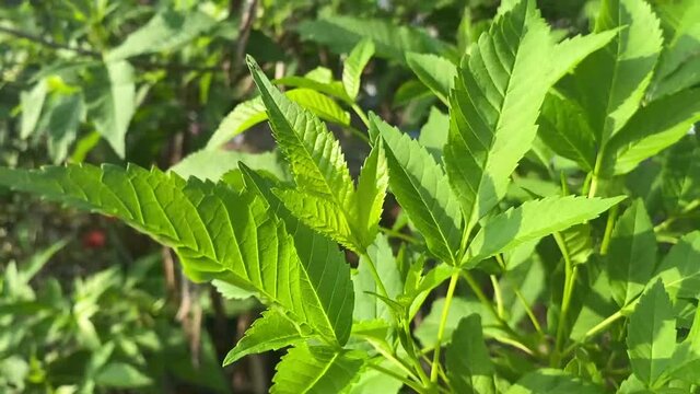 Tecoma stans leaf in nature garden