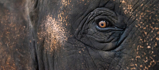 Elephant's eye, close-up.Small eyes of large animals.