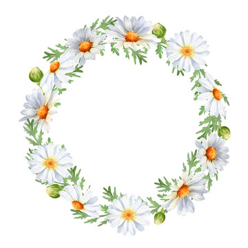 Daisy wreath. Watercolor round floral frame. Camomile flowers. Illustration isolated on white