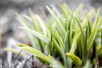 Young green grass close-up. Fresh juicy green grass background. Nature abstract background. Selective focus.