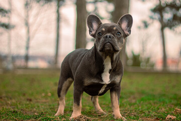 french bulldog puppy