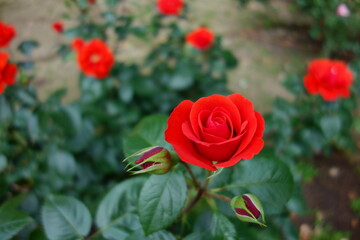 バラ（コーラス）