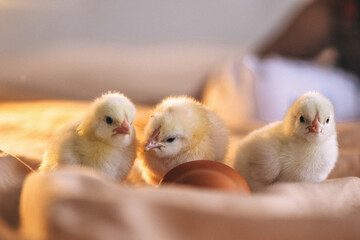 chickens on a solid background