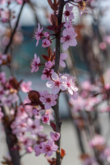 Canadian black plum Prunus nigra light pink flowers in bloom, beautiful flowering ornamental shrub with brown red leaves