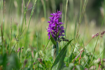 Dactylorhiza majalis wild flowering orchid flowers on meadow, group of bright purple flowers in bloom