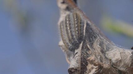 caterpillars
