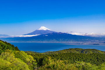 Fototapeta premium 静岡県伊豆市 だるま山高原レストハウスから見た早朝の富士山