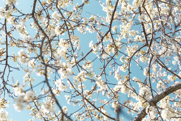 White cherry blossoms on branches against the sky