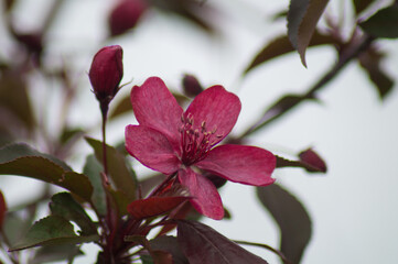 One beautiful large flower of all shades of pink blooming decorative apple tree, with green leaves and unopened buds of a fruit tree on a white background.