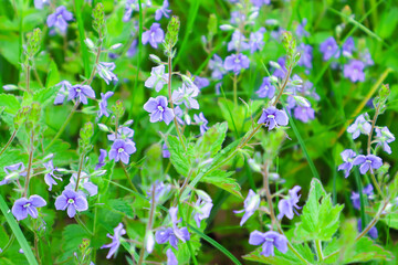 Natural spring floral meadow of veronica flowers