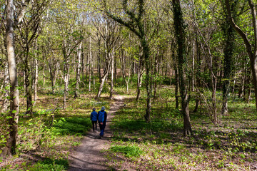 Obraz premium Two ramblers walking among beech trees (Fagus sylvatica) in new Spring leaf, Wildhams Wood, Stoughton, West Sussex, UK
