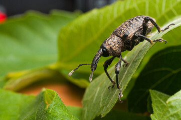 Fig tree weevil (aclees cribratus Gyllenhy). This beetle native to Southeast Asia is infesting the fig trees of central Italy.