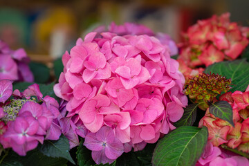 Large head of of hydrangea close-up, Bright Pink color, selective focus. Natural hortensia. Vivid...