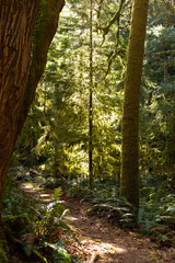 Mossy trail through the woods on Cortes Island, BC