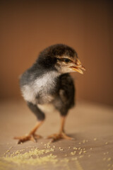chickens on a solid background
