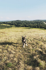 Happy dog running through a meadow.