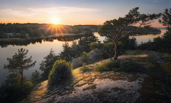 Beautiful sunset rays of sun with clean nordic nature, pine tree on rocks in North Europe, Baltic sea, gulf of Finland
