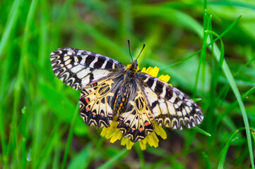 One beautiful light butterfly with gray, black, orange, red patterns with closed, folded wings sits on a blooming dandelion.A flying insect.