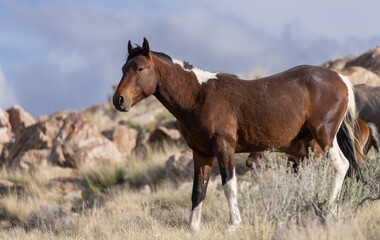 Obraz premium Wild Horse in the Utah desert