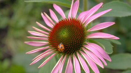 ladybug on flower © Елена Малютина