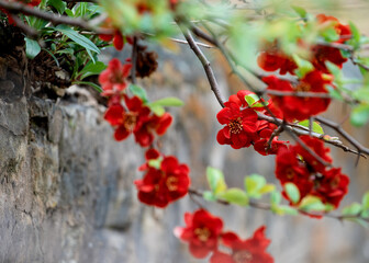 red flowers and lives on the fence on spring  day