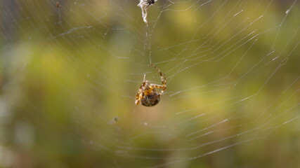 big spider on web