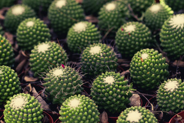 Fototapeta premium rows of small seedlings of Mammillaria polythele in a small brown pot in the nursery