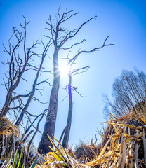 dead tree trunk at a lake