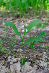 One beautiful lily of the valley in the forest. May spring flower with a few small white buds from the Red Book.A disappearing flower.The national flower of Finland.