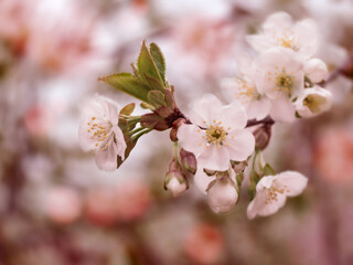 Fototapeta na wymiar Blurred background of a branch of a blooming spring cherry.