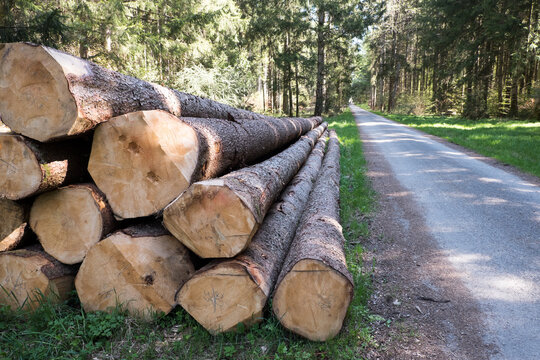 Holzsto&szlig; Stapel mit Fichtenst&auml;mmen im Wald / Forst