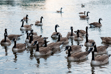 Fototapeta premium Ducks and many ducklings swimming on the lake