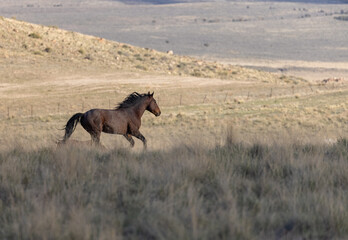 Wild Horse in the Utah desert