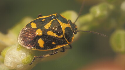 macro of a bug