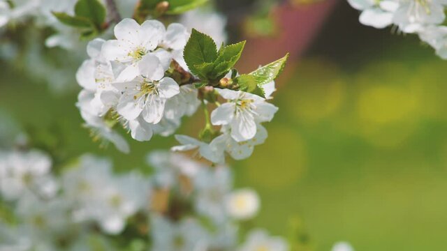 Sweet cherry blossoms in spring. White cherry blossoms