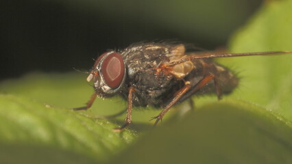 fly on leaf