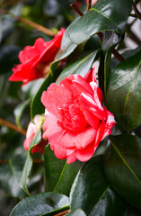 Chiswick House and gardens