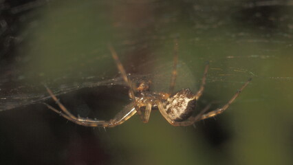 spider on the web