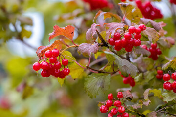 Red berries of viburnum in the garden on the bushes in autumn