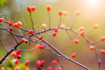 Rosehip branch with red berries on a blurred background on a sunny day