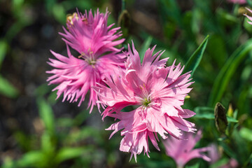 Fototapeta premium Supra Pink (Dianthus interspecific) - Davie, Florida, USA